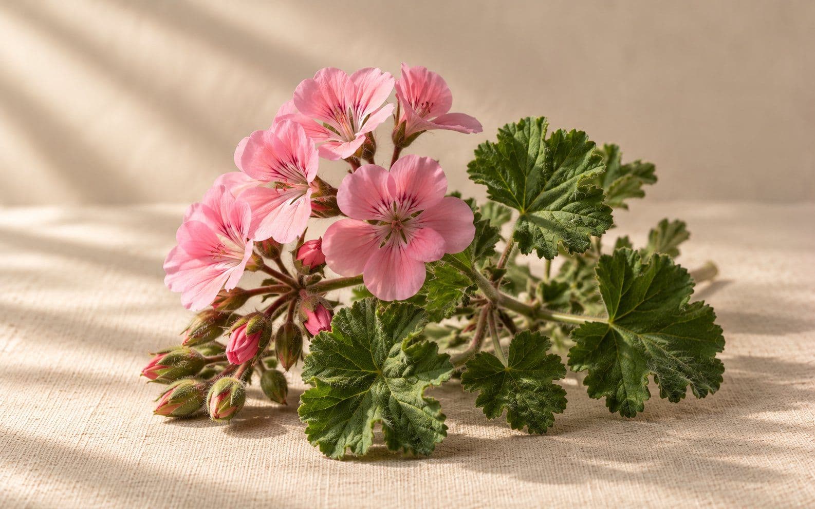 Pink rose geranium flowers with scalloped green leaves.