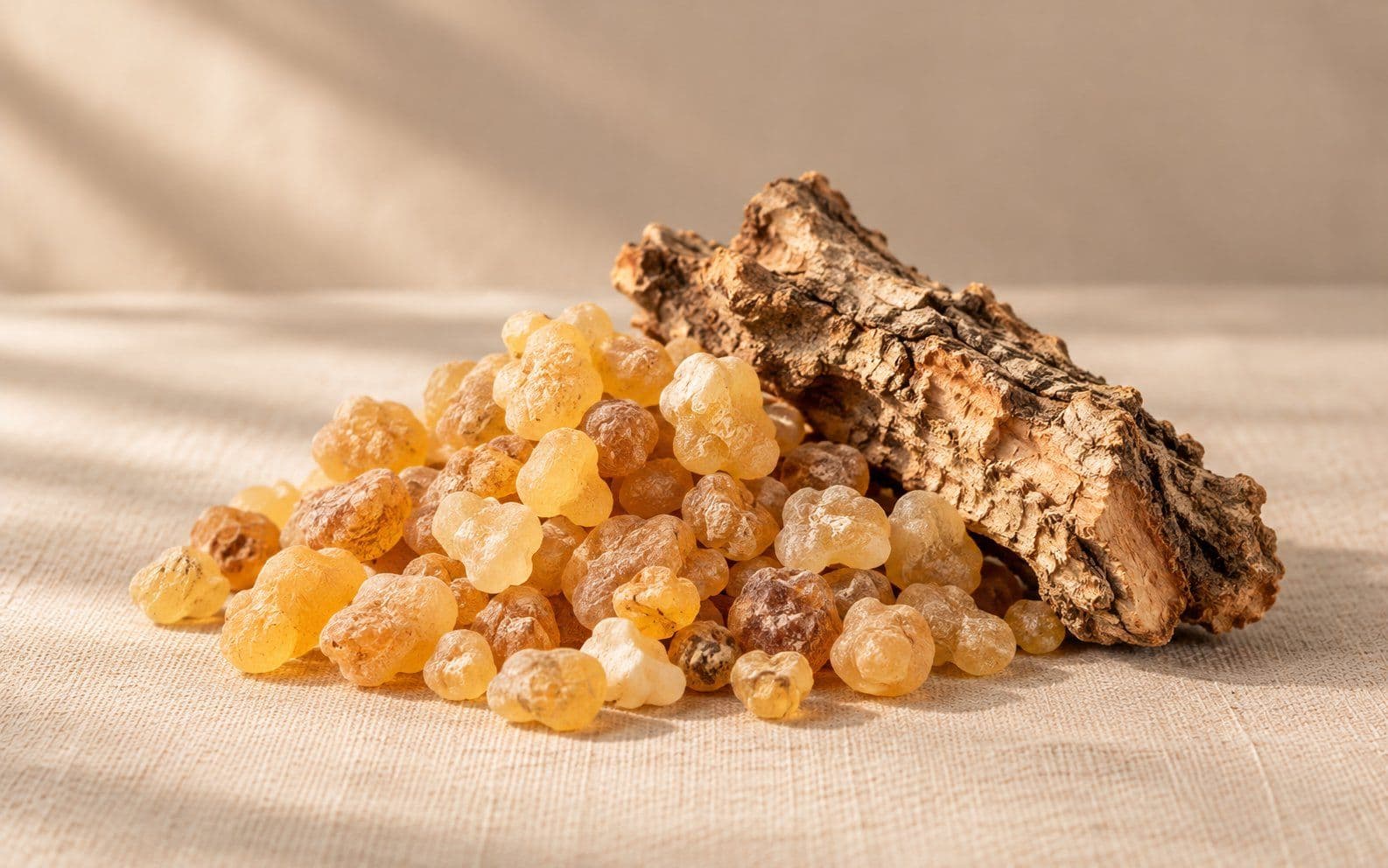Golden frankincense resin tears beside a piece of Boswellia bark.