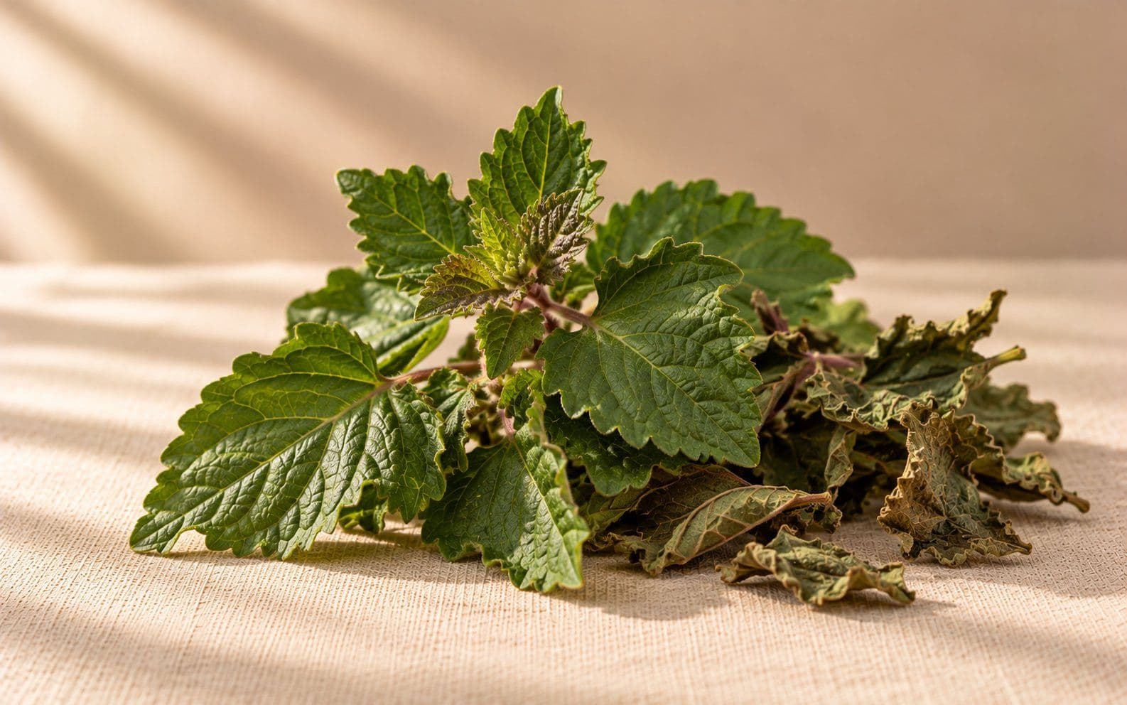Fresh and dried patchouli leaves.